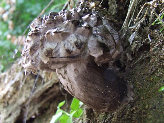 šiškovec šupinatý Strobilomyces strobilaceus (Scop.) Berk.