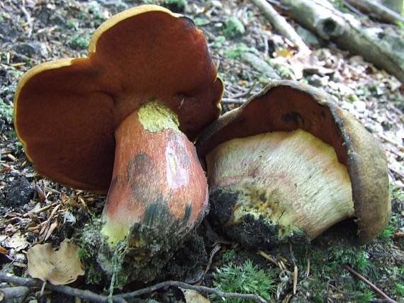 hríb zrnitohlúbikový Sutorius luridiformis (Rostk.) G. Wu & Zhu L. Yang