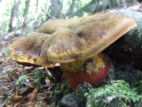 hríb zrnitohlúbikový Sutorius luridiformis (Rostk.) G. Wu & Zhu L. Yang