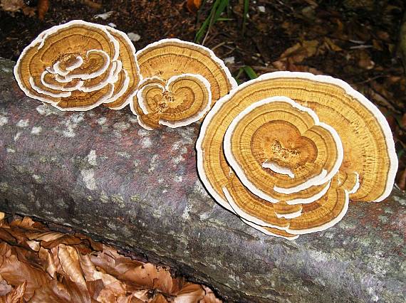 trúdnikovec pestrý Trametes versicolor (L.) Lloyd