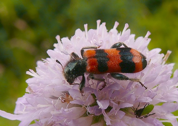 pestroš včelí Trichodes apiarius