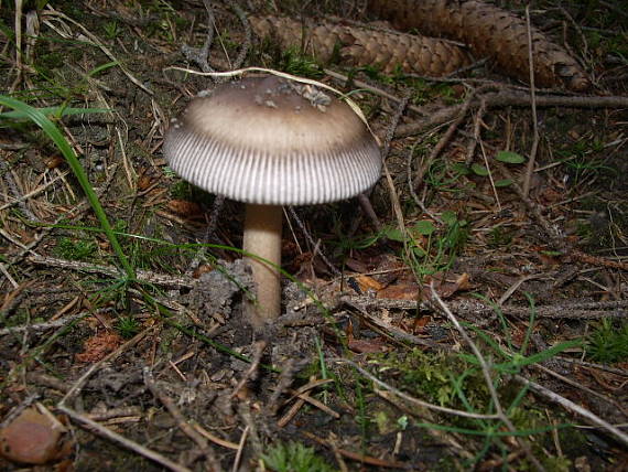 muchotrávka umbrovožltá Amanita battarrae (Boud.) Bon