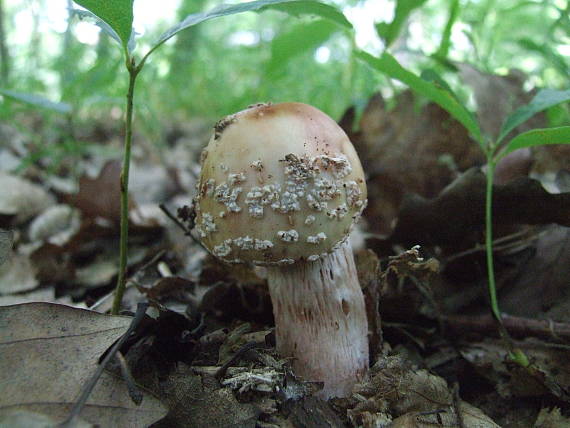 muchotrávka červenkastá Amanita rubescens Pers.