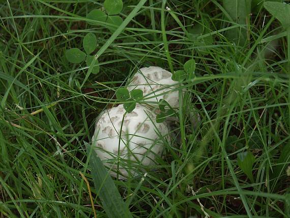 muchotrávka šiškovitá Amanita strobiliformis Gonn. & Rabenh.