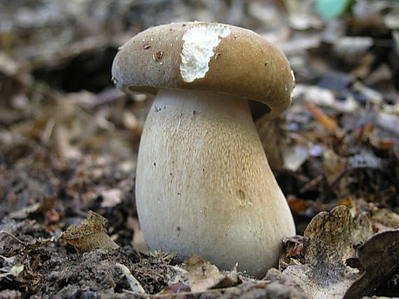 hríb dubový Boletus reticulatus Schaeff.