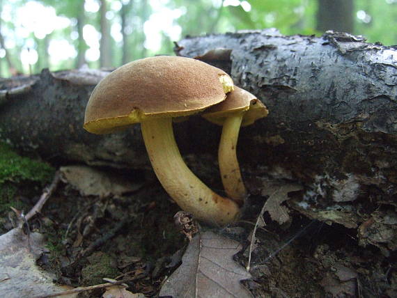 suchohríb plstnatý Boletus subtomentosus L.