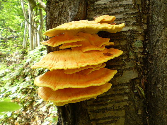 sírovec žlutooranžový , Sírovec obyčajný Leatiporus sulphureus