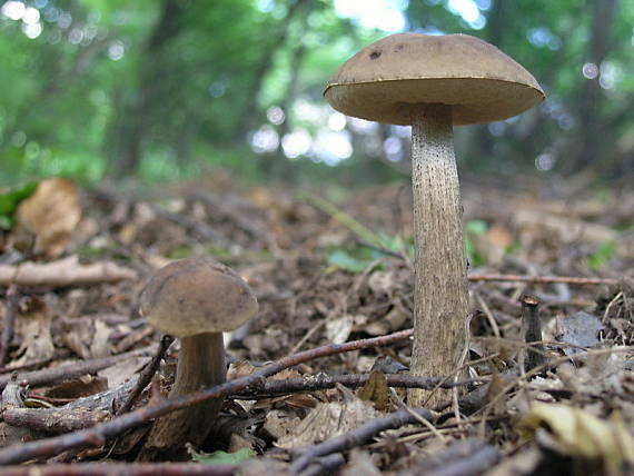 kozák hrabový Leccinum pseudoscabrum (Kallenb.) Šutara