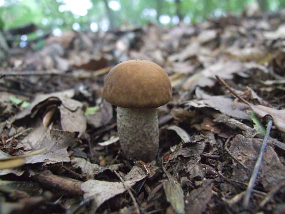 kozák hrabový Leccinum pseudoscabrum (Kallenb.) Šutara