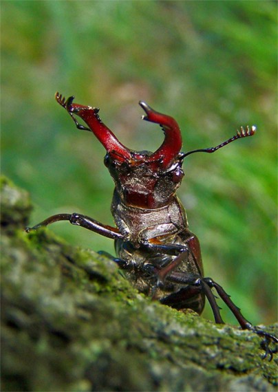 roháč obyčajný Lucanus cervus