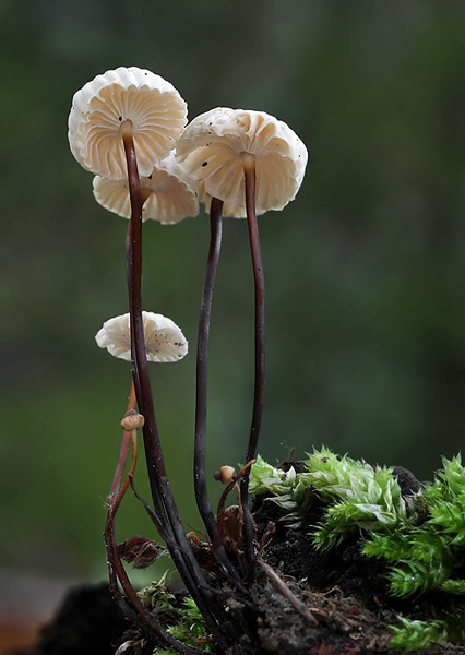 tanečnica golieriková Marasmius rotula (Scop.) Fr.