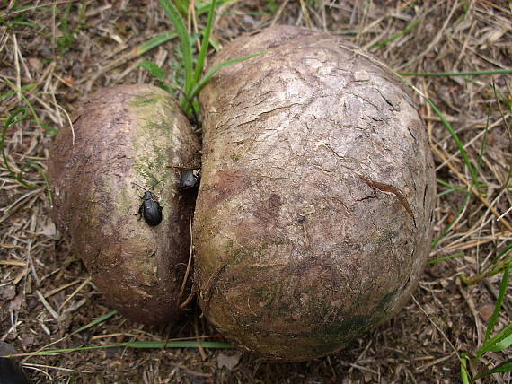 škárka kožovitá Mycenastrum corium (Guers.) Desv.