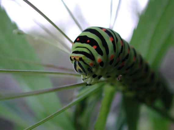 vidlochvost feniklový Papilio machaon