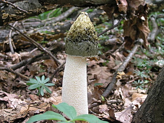 hadovka smradľavá Phallus impudicus L.