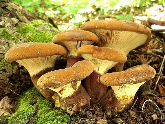 čechračka tmavohlúbiková Tapinella atrotomentosa (Batsch) Šutara