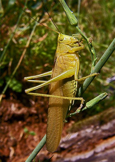 kobylka zelená Tettigonia viridissima