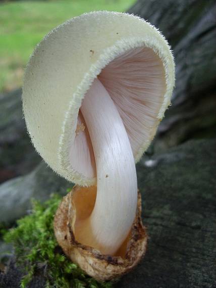 pošvovec stromový Volvariella bombycina (Schaeff.) Singer