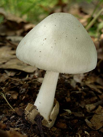 pošvovec menší Volvariella caesiotincta P.D. Orton