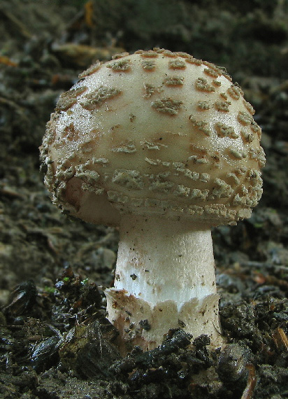 muchotrávka červenkastá Amanita rubescens Pers.