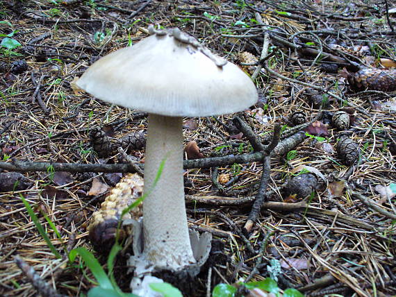 muchotrávka pošvatá Amanita vaginata (Bull.) Lam.