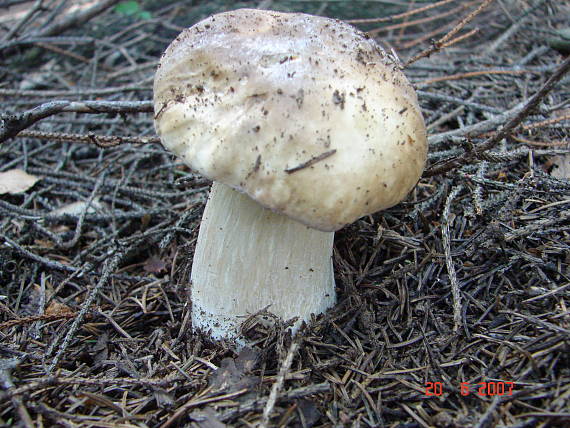 hríb smrekový Boletus edulis Bull.