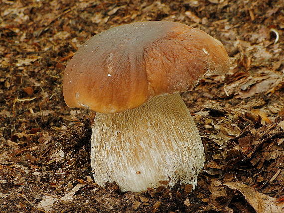 hríb smrekový Boletus edulis Bull.