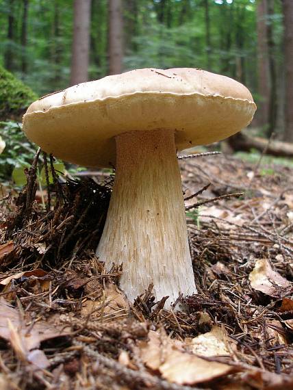 hríb smrekový Boletus edulis Bull.