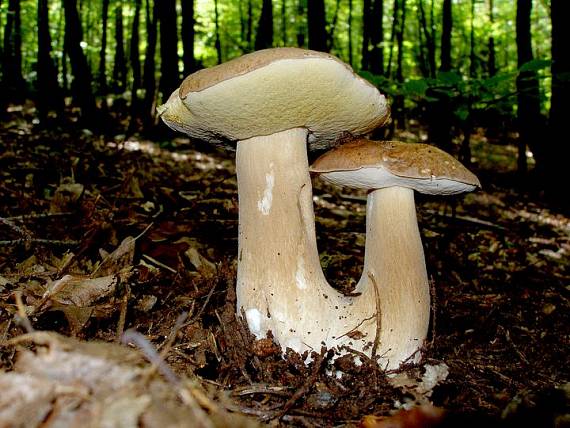 hríb smrekový Boletus edulis Bull.