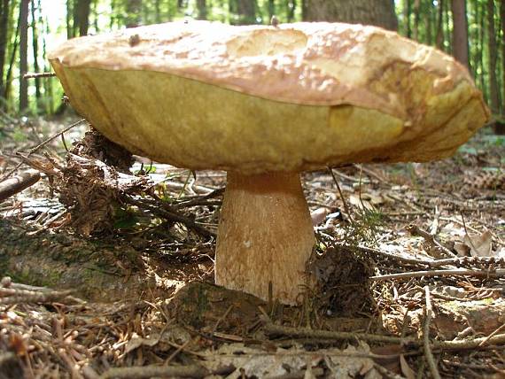 lesný gigant Boletus edulis Bull.