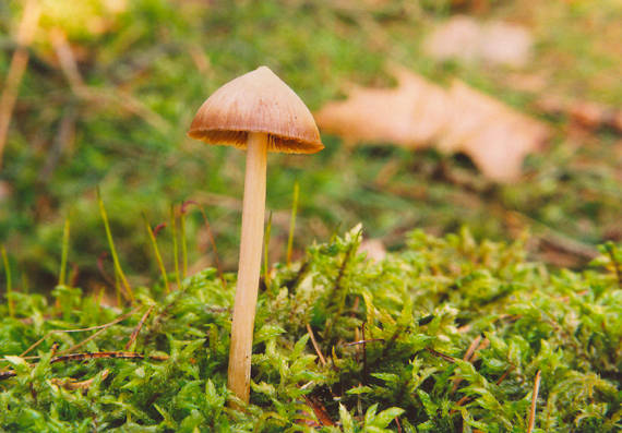 kapucňovec Conocybe sp.