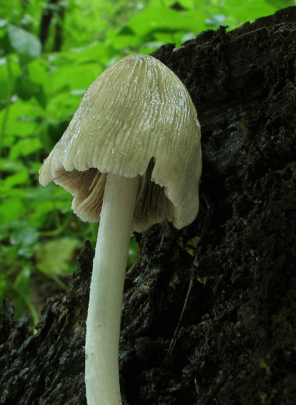 hnojník Coprinus sp.