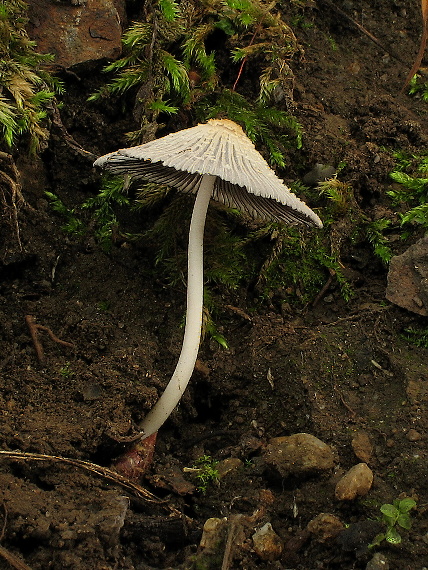 hnojník Coprinus sp.