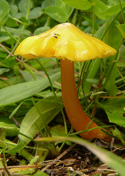 lúčnica hrotitá Hygrocybe acutoconica (Clem.) Singer