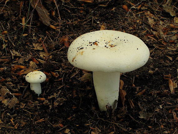 rýdzik korenistý Lactarius piperatus (L.) Pers.