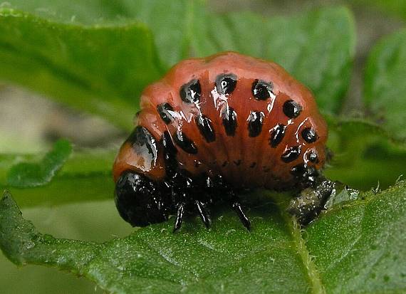 pásavka zemiaková Leptinotarsa decemlineata