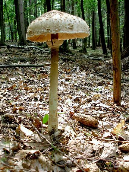 bedľa vysoká Macrolepiota procera (Scop.) Singer