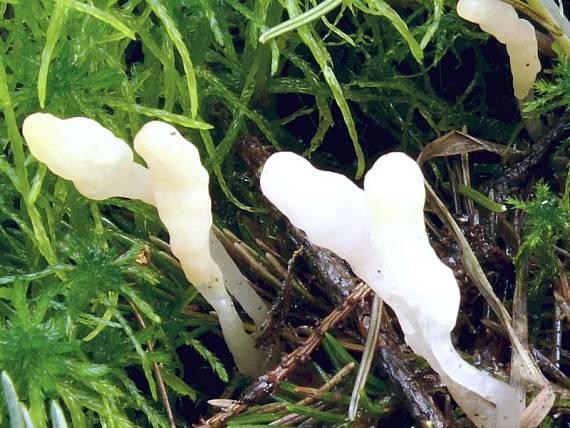 čapulka bahenní - Čiapočka močiarna Mitrula paludosa Fr.