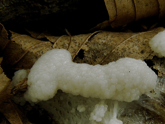 slizovka Myxomycetes