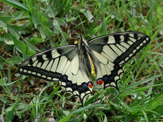 vidlochvost feniklový Papilio machaon