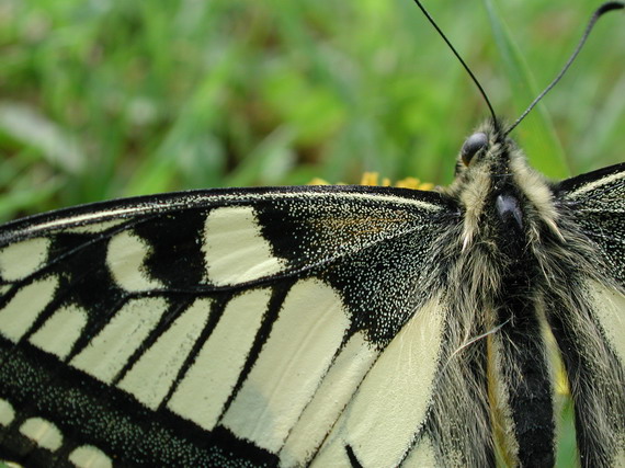 vidlochvost feniklový (detail) Papilio machaon