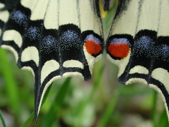 vidlochvost feniklový (detail) Papilio machaon