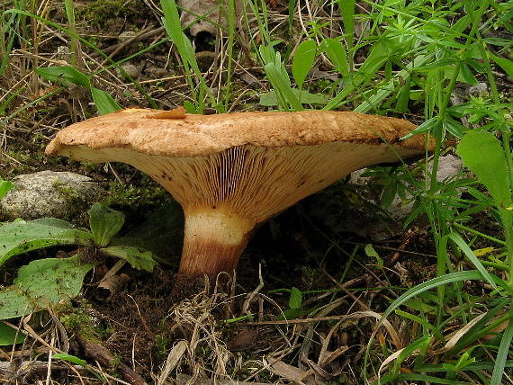 čechračka jelšová Paxillus rubicundulus  P.D. Orton