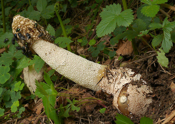 hadovka smradľavá Phallus impudicus L.