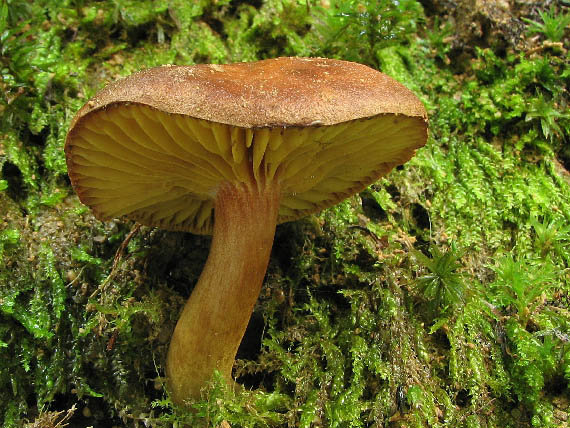 lupeňopórovec červenožltý Phylloporus rhodoxanthus (Schwein.) Bres.