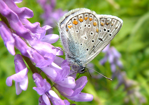 modráčik obyčajný Polyommatus icarus