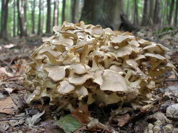 trúdnik klobúčkatý Polyporus umbellatus (Pers.) Fr.