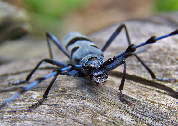 fuzáč alpský Rosalia Alpina