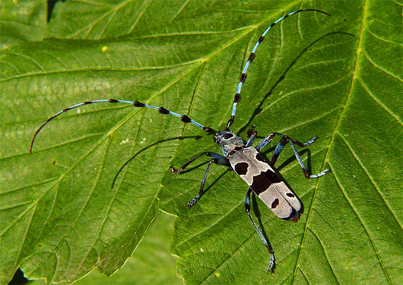 fuzáč alpský Rosalia Alpina