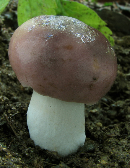 plávka Russula sp.