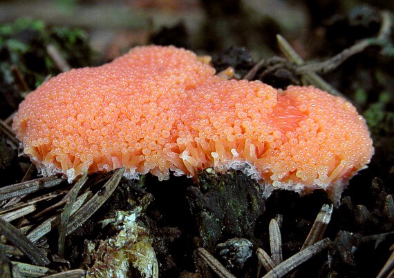 zlepníček jahodovitý Tubifera ferruginosa (Batsch) J.F. Gmel.